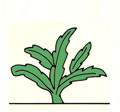 (i) Cactus con hojas